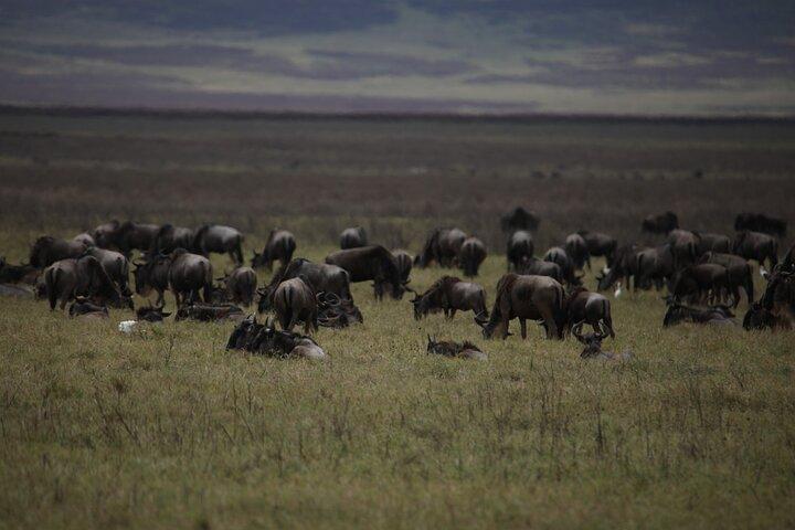 8 Days Explore Serengeti Great Wildebeest Migration Tour
