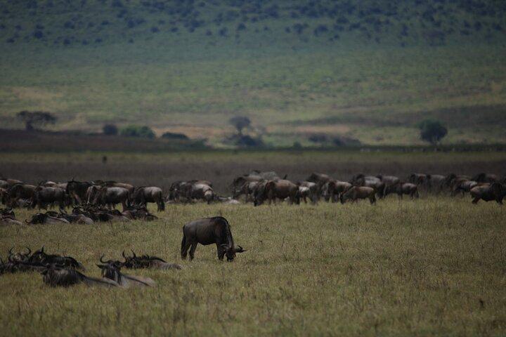 8 Days Explore Serengeti Great Wildebeest Migration Tour