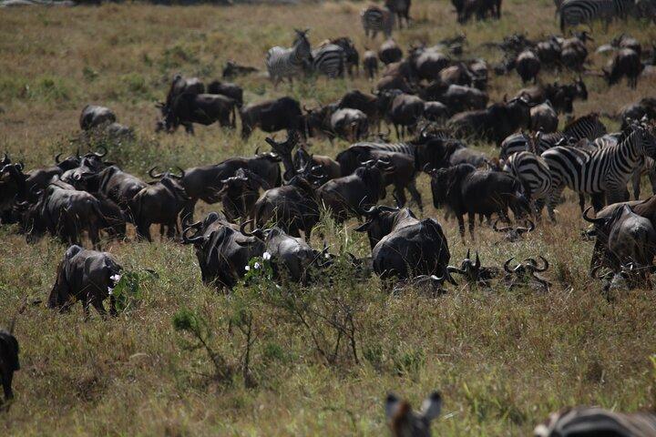 8 Day Mid Range Serengeti Wildebeests Migration Tour