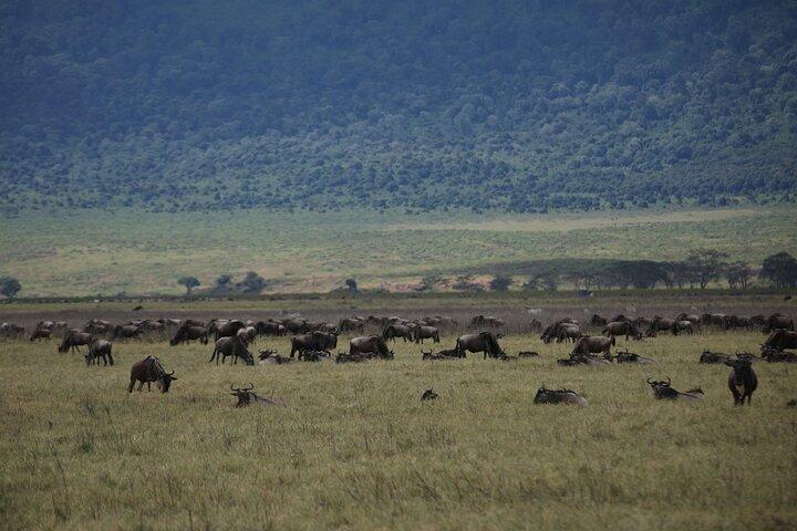 8 Day Mid Range Serengeti Wildebeests Migration Tour