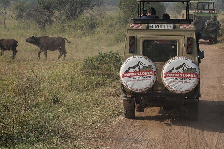 7 Days Serena Experience to Serengeti Great Migration