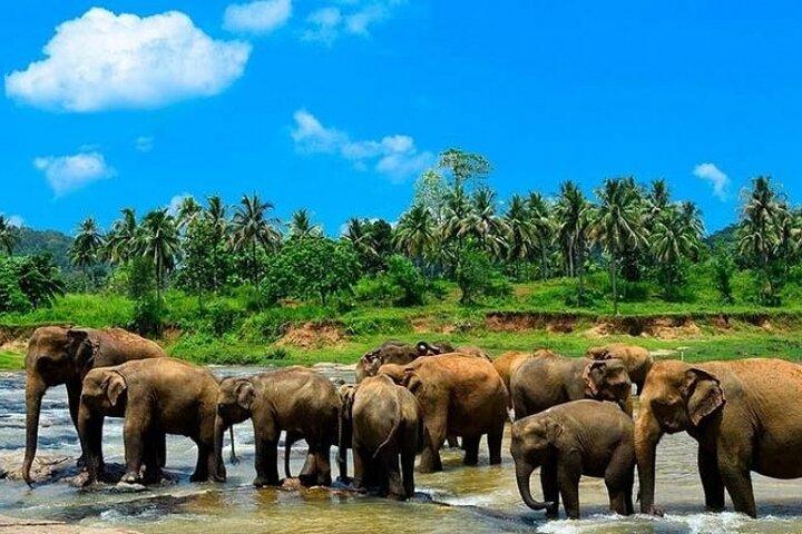 Sri Lanka Experience for 12 days-Private Basis