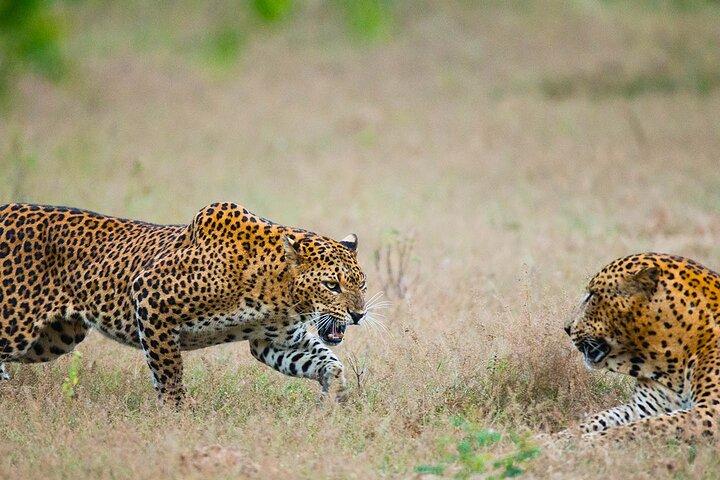 Round Up Sri Lanka in 10 Days Sightseeing Cultural and Activities