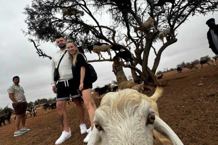 Taghazout Goats in Trees Excursion with Souk El Had Visit