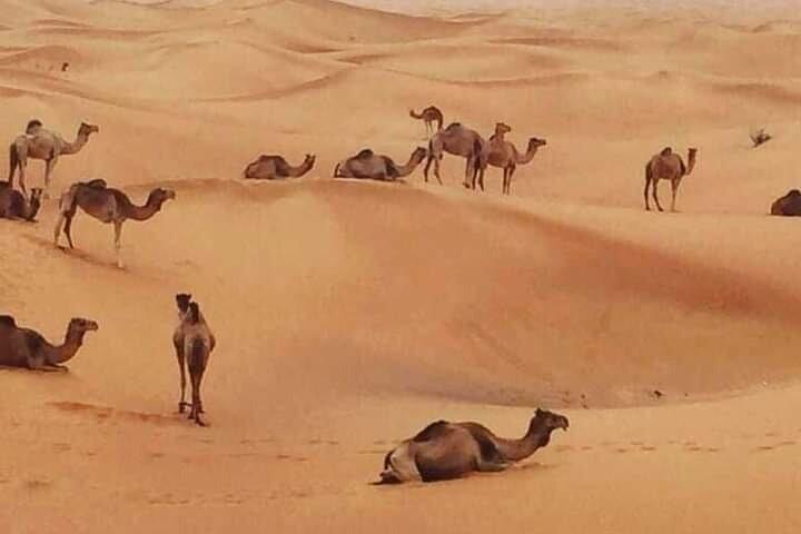 Dubai Evening Desert Safari with BBQ & Live Shows