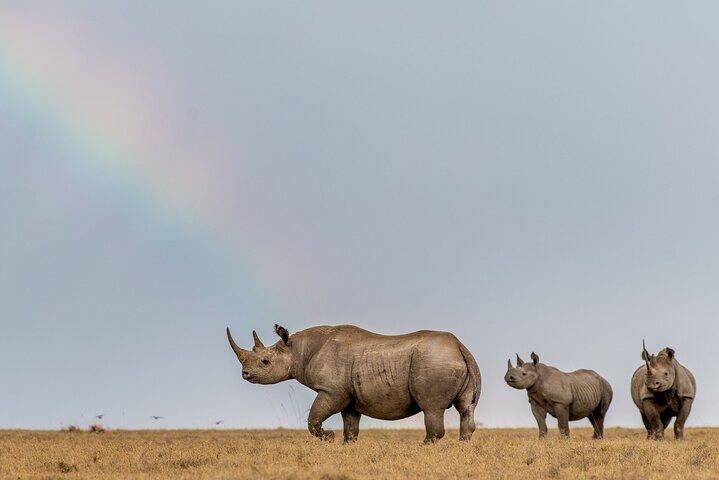 Ol Pejeta Conservancy Full Day Tour From Nairobi