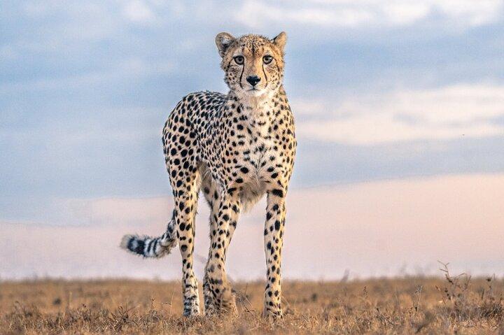 Ol Pejeta Conservancy Full Day Tour From Nairobi