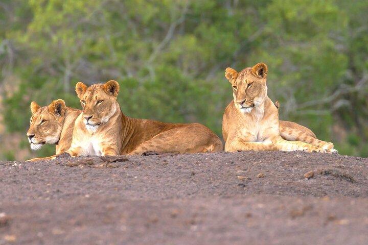 Ol Pejeta Conservancy Full Day Tour From Nairobi