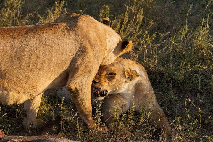 1 Day Trip Lake Manyara National Park
