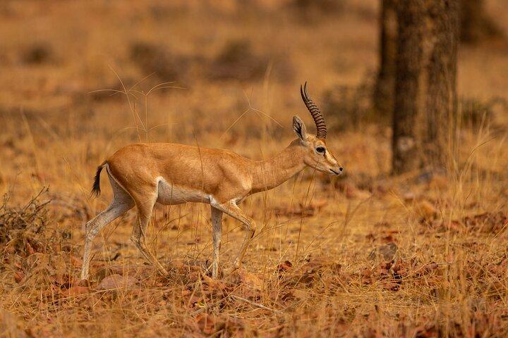 8 Day Maasai Village And Wildlife Experience