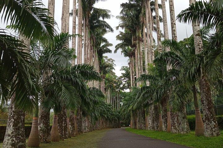 Peradeniya Garden, Ambuluwawa and Pinnawala Day Tour from Kandy