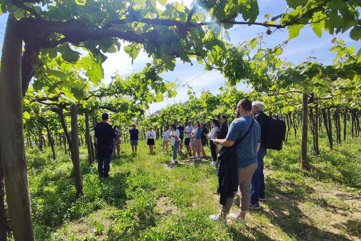 Private Txakoli Wine Tour through the Coast from San Sebastian