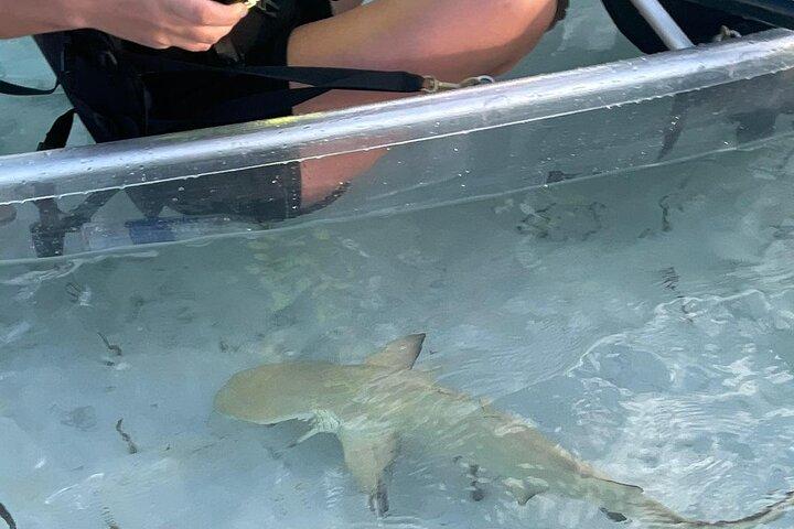 3hr Clear Kayak Tour of Mangroves, Marine Life and Iguanas