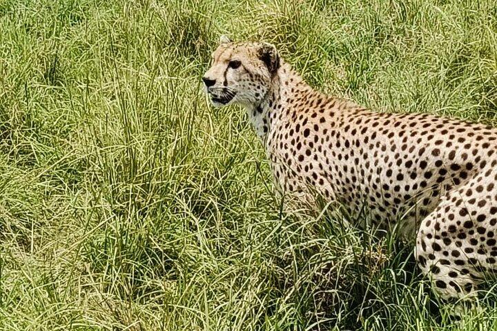 Explore Nairobi City Tour with Highlights