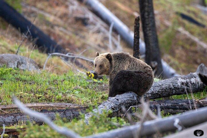 Yellowstone Hot Spots Lower Loop Tour From Cody Wy!