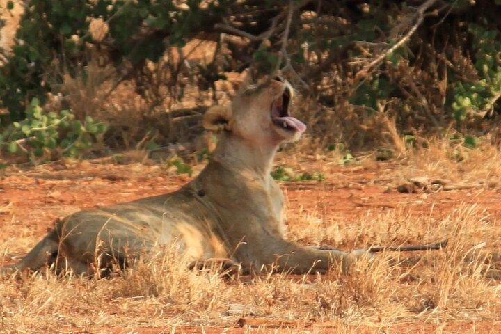 3 Days 2 Nights Tsavo East National Park Safari- from Nairobi