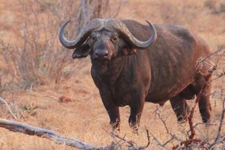 3 Days 2 Nights Tsavo East National Park Safari- from Nairobi