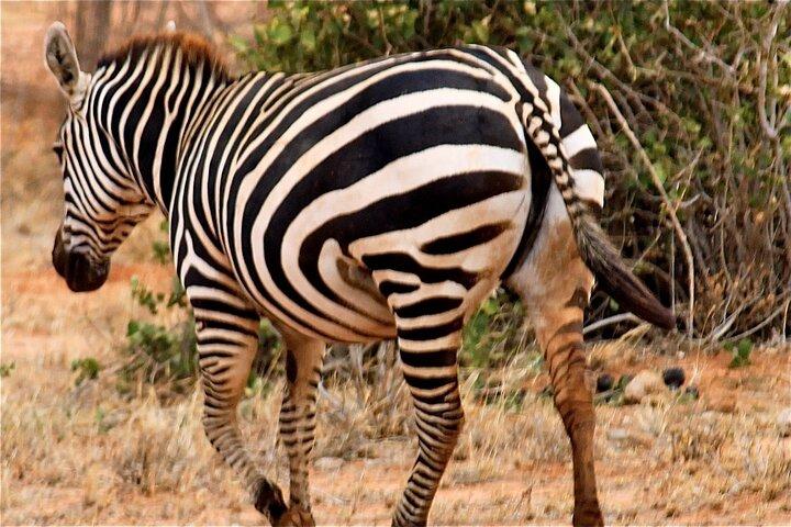 3 Days 2 Nights Tsavo East National Park Safari- from Nairobi