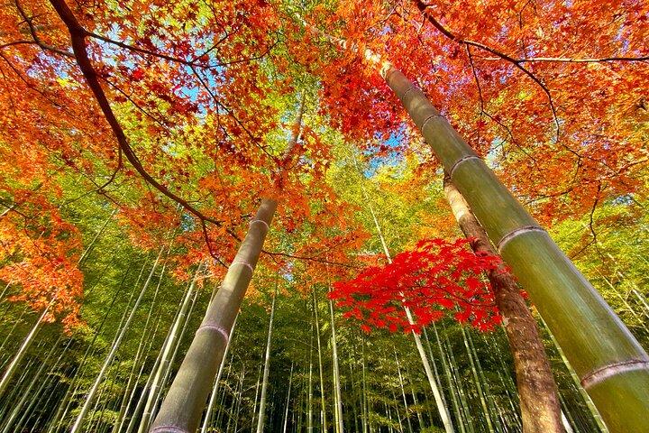 Afternoon Kyoto Bike Tour: Bamboo Forest, Monkeys & Hidden Spots