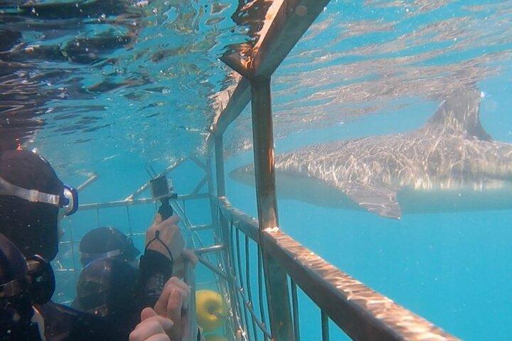 Shark Cage Diving in Gansbaai