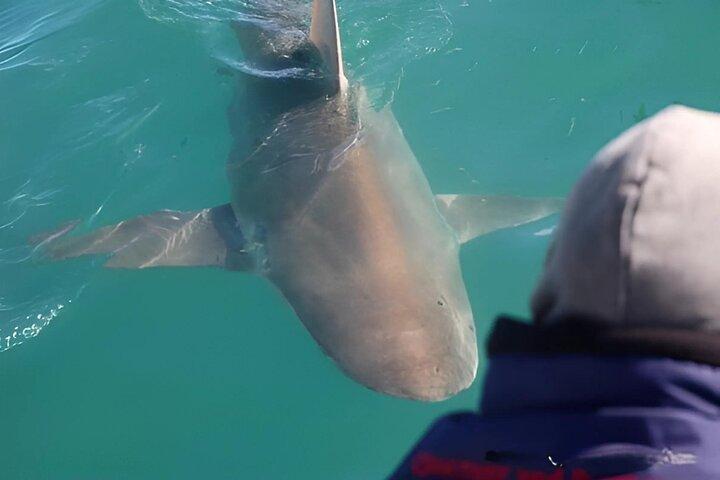 Shark Cage Diving with Return Transport from Cape Town