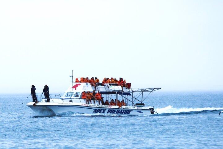 Shark Cage Diving with Return Transport from Cape Town