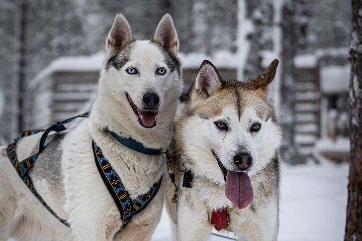 8-10km Husky Ride in the Taiga and Visit Other Farm Animals