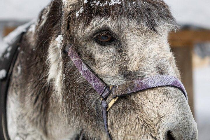 8-10km Husky Ride in the Taiga and Visit Other Farm Animals