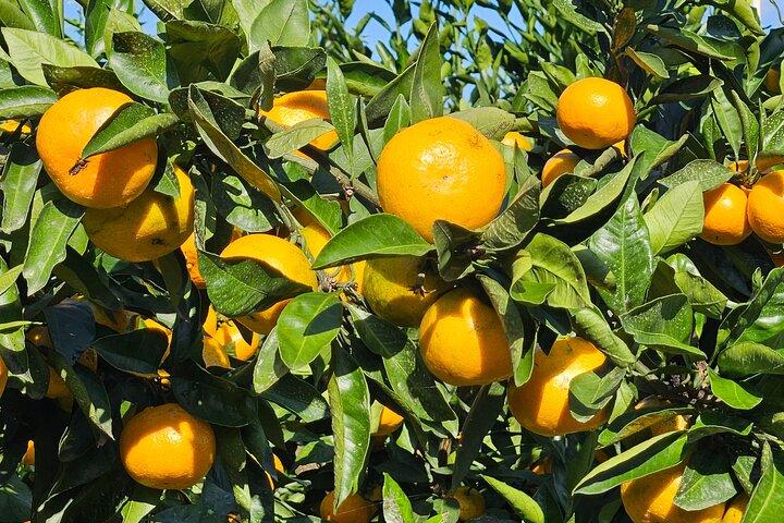 All-Inclusive Jeju East Tour with Lunch and Tangerine Picking
