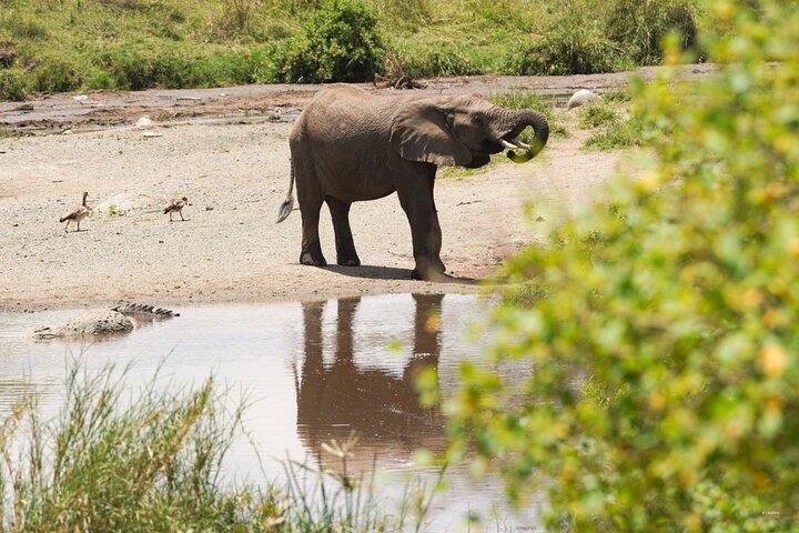1 Day Trip Lake Manyara National Park