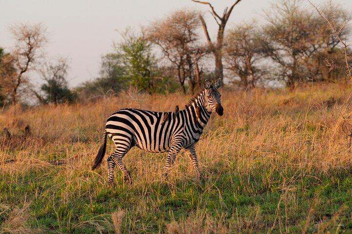 1 Day Trip Lake Manyara National Park