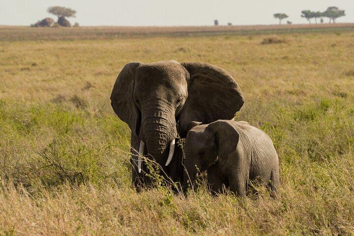 8 Days Private Camping Safari