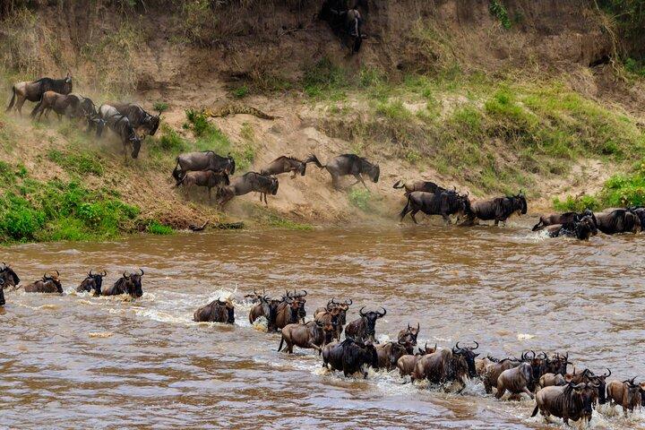 5 Days Mid-Range Group Safari