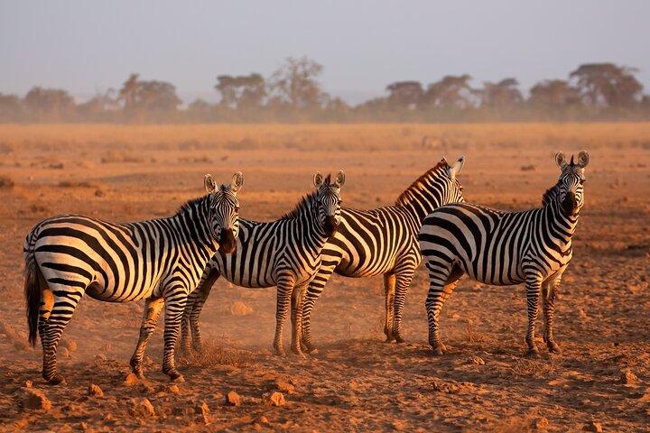 5 Days Mid-Range Group Safari