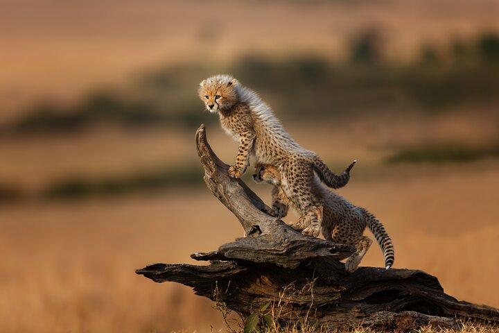 5 Days Mid-Range Group Safari