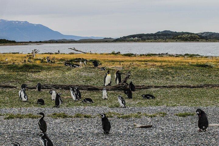 Martillo Island: Boat Trip to the Penguin Colony & Beagle Channel