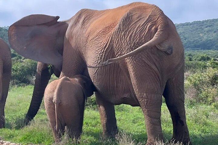 Port Elizabeth Addo Elephant National Park All Inclusive Safari