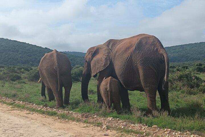 Port Elizabeth Addo Elephant National Park All Inclusive Safari