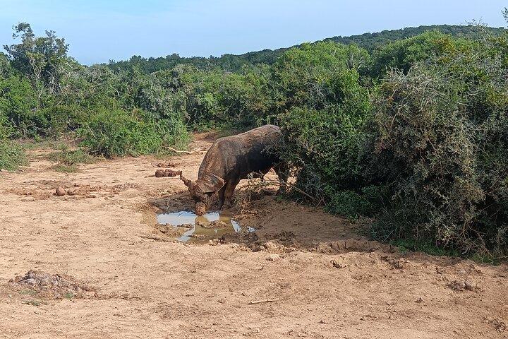 Port Elizabeth Addo Elephant National Park All Inclusive Safari