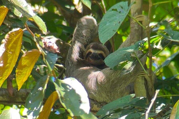 Guided Tour in Manuel Antonio National Park!