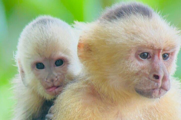 Guided Tour in Manuel Antonio National Park!
