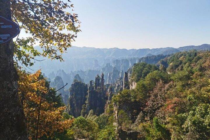 1 Day Avatar Mountain & Fores Park Group Tour with VIP Access