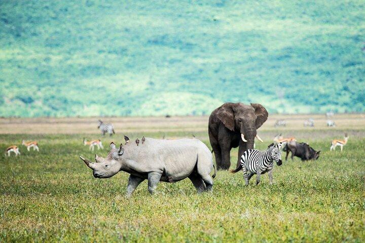 4 Days Private Mid - Range Safari and Balloon Safari
