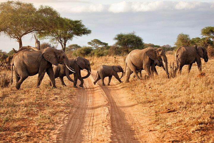 4 Days Private Mid - Range Safari and Balloon Safari