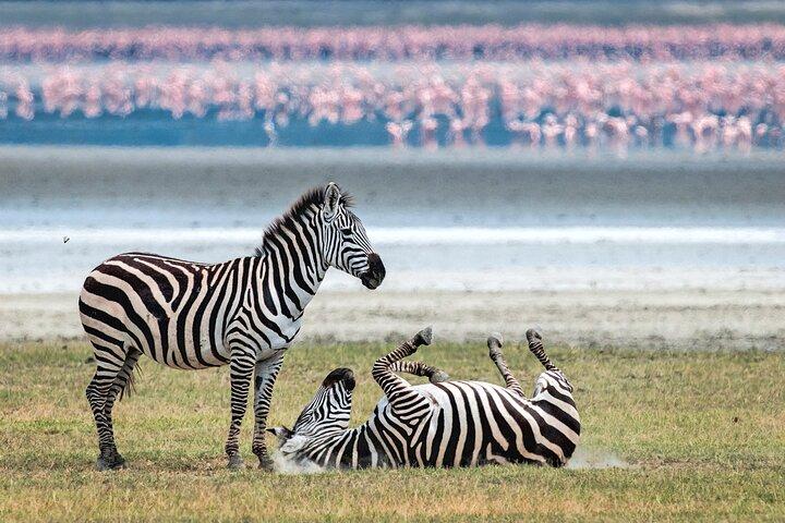 4 Days Private Mid - Range Safari and Balloon Safari