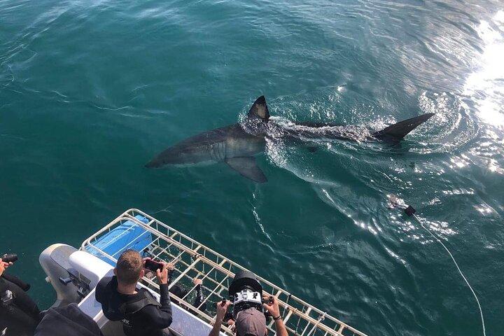 From Cape Town Shark Cage Diving and Viewing in Gansbaai
