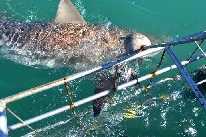 From Cape Town Shark Cage Diving and Viewing in Gansbaai