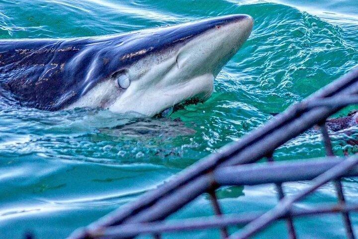 From Cape Town Shark Cage Diving and Viewing in Gansbaai