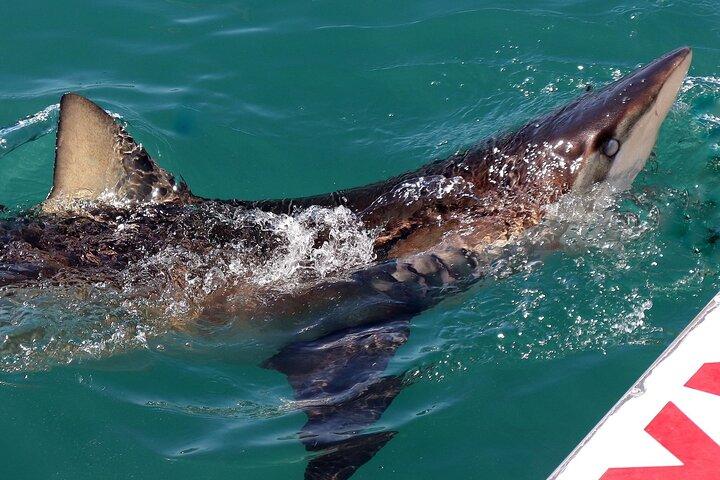 From Cape Town Shark Cage Diving and Viewing in Gansbaai