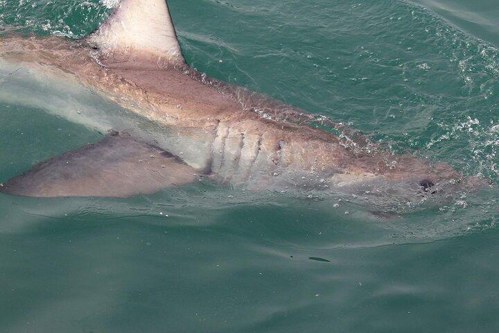 From Cape Town Shark Cage Diving and Viewing in Gansbaai